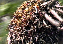 10.jpg (32004 bytes)