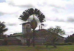 ARBOL DEL VIAJERO, IGLESIA AL FONDO