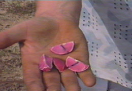 ...Y A HEMOS VISTO EL DESPIECE DEL FRUTO DE COLA