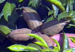 FRUTO DEL ARBOL DE COLA