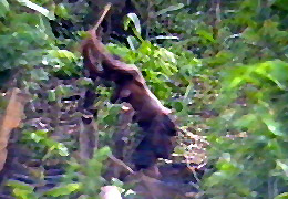 Cultivando la tierra. siempre las mujeres