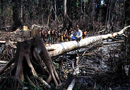 Tala para ganar tierra cultivo