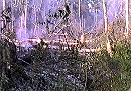 Quemando la selva para hacer huerta